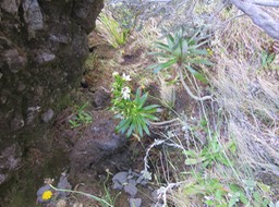 20. Heterochaenia rivalsii - Campanulacée - B