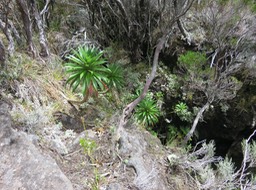 21. Heterochaenia rivalsii - Campanulacée - BIMG_2422.JPG