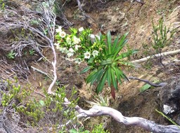 22. Heterochaenia rivalsii - Campanulacée - B IMG_3645.JPG