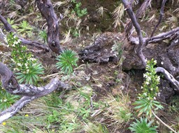 24. Heterochaenia rivalsii - Campanulacée - B IMG_3647.JPG