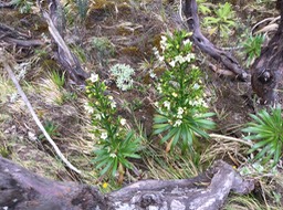 25. Heterochaenia rivalsii - Campanulacée - B IMG_3648.JPG