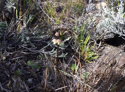 27. Nouvelle orchidée