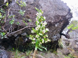 3. Heterochaenia rivalsii - Campanulacée - B IMG_2386.JPG