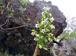 4. Heterochaenia rivalsii - Campanulacée - BIMG_2388.JPG