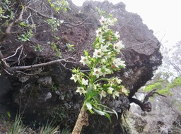 5. Heterochaenia rivalsii - Campanulacée - BIMG_2389.JPG