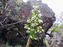 6. Heterochaenia rivalsii - Campanulacée - B