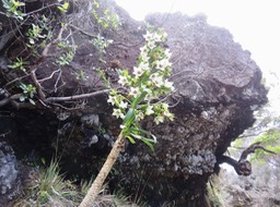 7. Heterochaenia rivalsii - Campanulacée - BIMG_2391.JPG