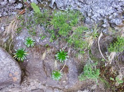 7c Galaxie d'Heterochaenia rivalsii - Campanulacée - B