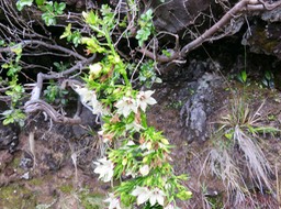 8. Heterochaenia rivalsii - Campanulacée - B