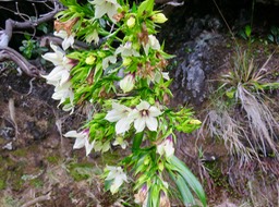 9. Heterochaenia rivalsii - Campanulacée - B