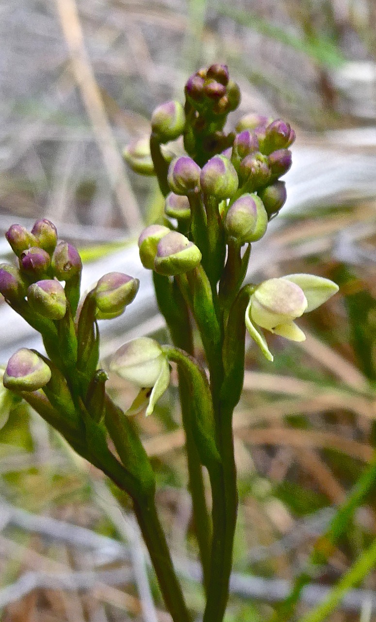 Cynorkis borbonica ? .( hampe florale ) orchidaceae.endémique Réunion .P1024380