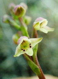 Cynorkis borbonica (1)