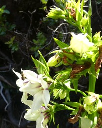 Heterochaenia rivalsii - CAMPANULACEAE - Endémique Réunion.P1030450b