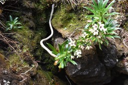 Heterochaenia rivalsii - CAMPANULACEAE - Endémique Réunion.MB2_5346