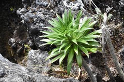 Heterochaenia rivalsii - CAMPANULACEAE - Endémique Réunion.MB2_5352