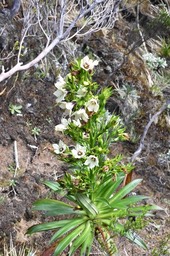 Heterochaenia rivalsii - CAMPANULACEAE - Endémique Réunion.MB2_5341