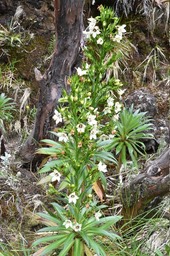 Heterochaenia rivalsii - CAMPANULACEAE - Endémique Réunion.MB2_5364