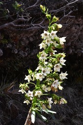 Heterochaenia rivalsii - CAMPANULACEAE - Endémique Réunion