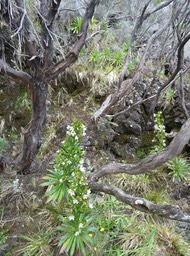Heterochaenia rivalsii - CAMPANULACEAE - Endémique Réunion.P1030477