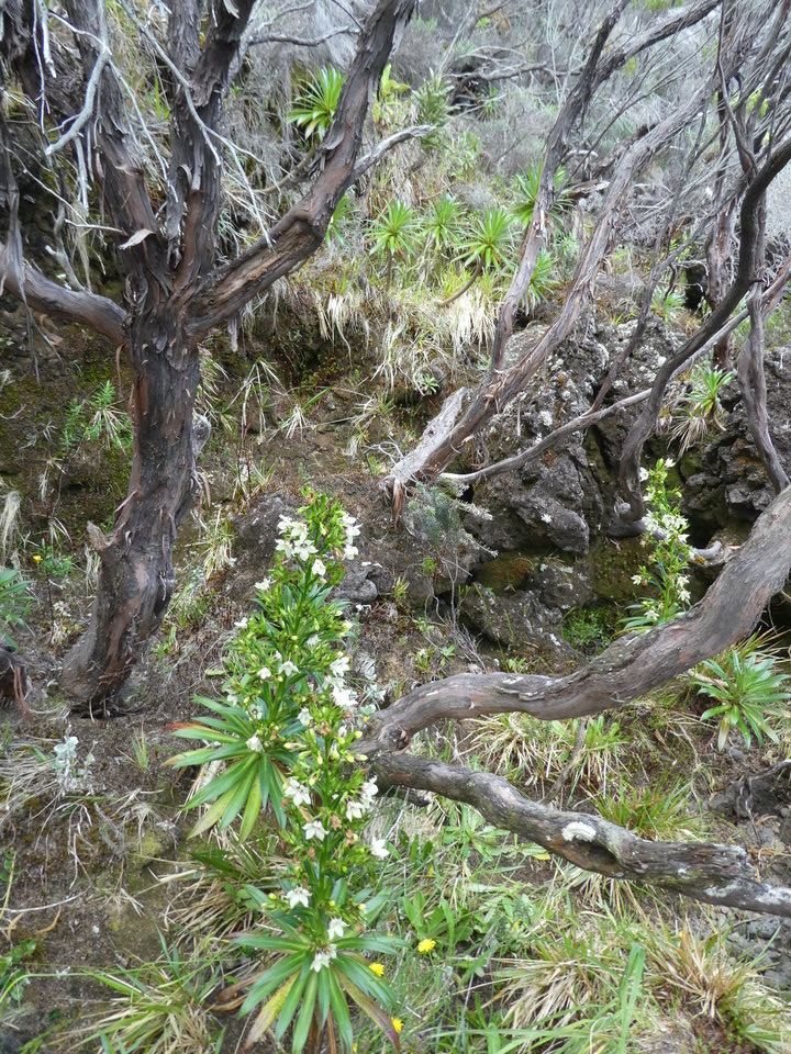 Heterochaenia rivalsii - CAMPANULACEAE - Endémique Réunion.P1030477