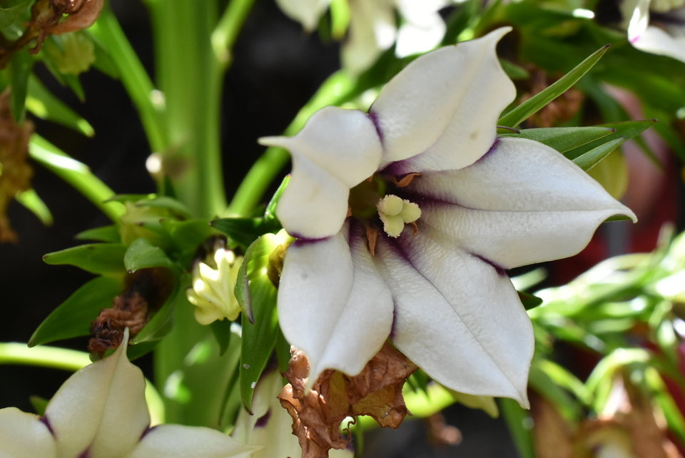 Heterochaenia rivalsii - CAMPANULACEAE - Endémique Réunion.MB2_5325