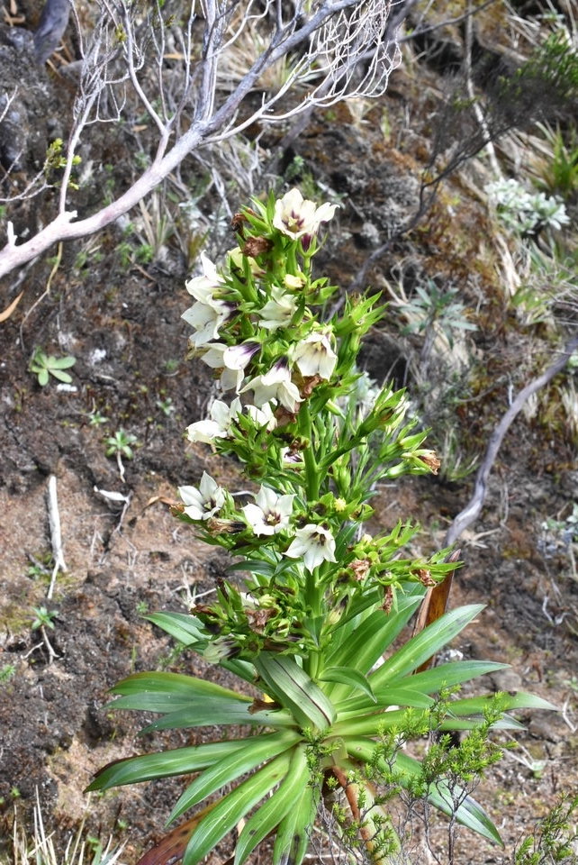 Heterochaenia rivalsii - CAMPANULACEAE - Endémique Réunion.MB2_5341