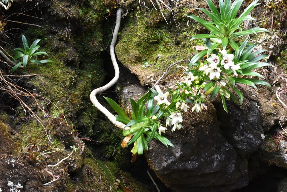 Heterochaenia rivalsii - CAMPANULACEAE - Endémique Réunion.MB2_5346