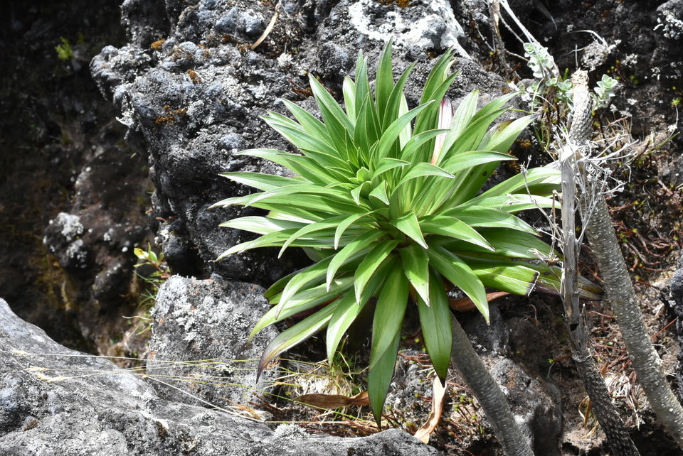 Heterochaenia rivalsii - CAMPANULACEAE - Endémique Réunion.MB2_5352