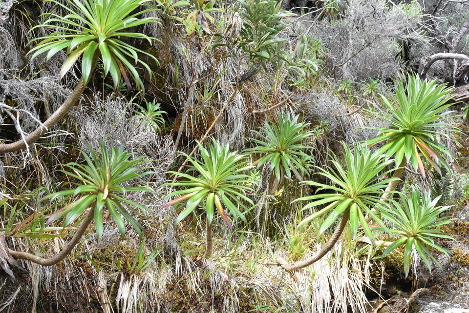Heterochaenia rivalsii - CAMPANULACEAE - Endémique Réunion.MB2_5355