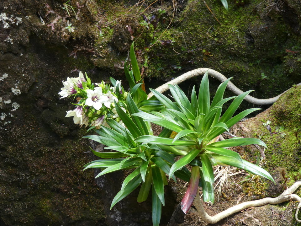 Heterochaenia rivalsii - CAMPANULACEAE - Endémique Réunion.P1030468
