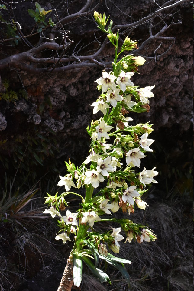 Heterochaenia rivalsii - CAMPANULACEAE - Endémique Réunion
