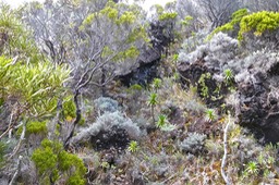 Heterochaenia rivalsii .( et végétation éricoïde ) campanulaceae.endémique Réunion.P1024419