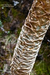 Heterochaenia rivalsii. ( tige détail ) campanulaceae.endémique Réunion. P1024326