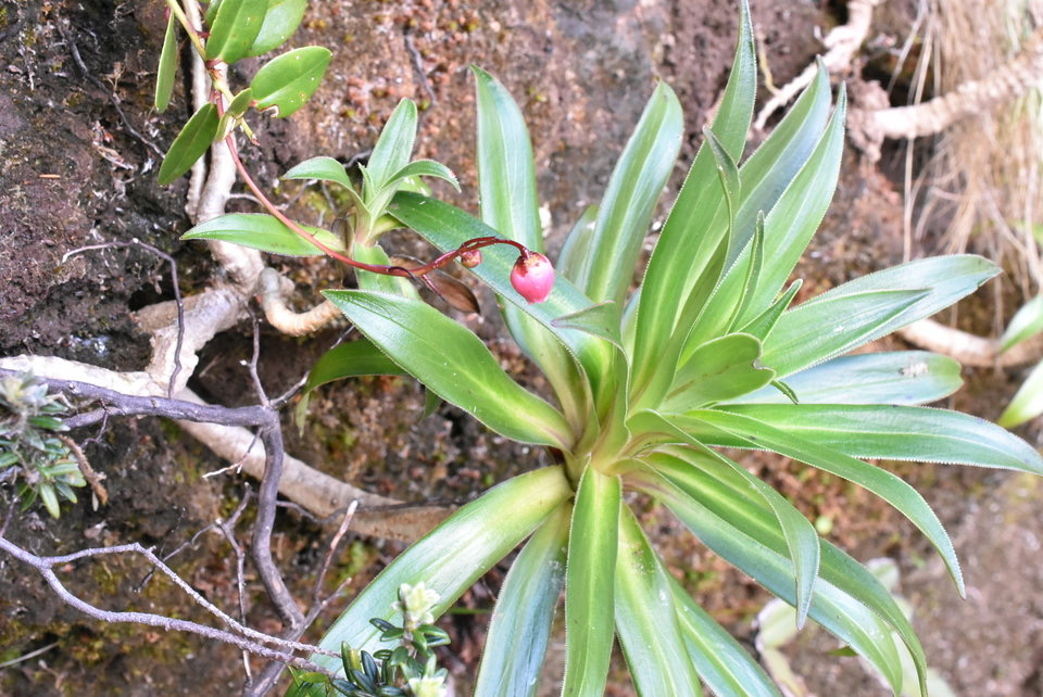 Heterochaenia rivalsii (et Bois de rempart) - CAMPANULACEAE - Endémique Réunion .MB2_5328