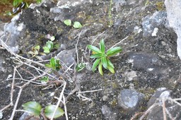 Heterochaenia rivalsii (très jeune pied) - CAMPANULACEAE - Endémique Réunion.MB2_5326