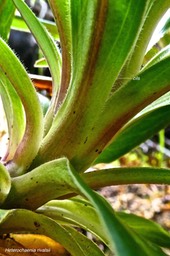 Heterochaenia rivalsii. (marge de la base des feuilles ciliée )campanulaceae. endémique Réunion.P1024455