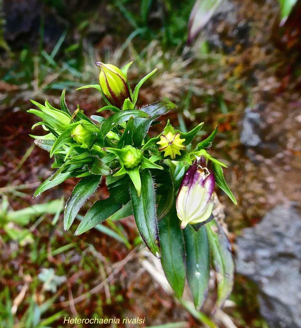 Heterochaenia rivalsii .campanulaceae. endémique Réunion.P1024433