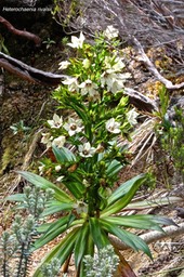 Heterochaenia rivalsii.campanulaceae.endémique Réunion.P1024463