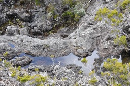La ravine aux Heterochaenia
