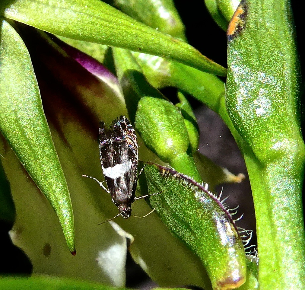 Papillon  sur Heterochaenia rivalsii. campaulaceae. endémique Réunion .P1024350 2
