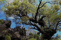 Sophora denudata.petit tamarin des hauts.fabaceae.endémique Réunion.P1024426