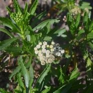 Psiadia retusa La salière Asteraceae Endémique La Réunion 2414.jpeg