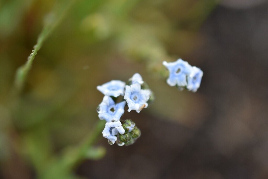Cynoglossum_bornonicum-Myosotis_de_Bourbon-BORAGINACEAE-Endemique_Reunion-MB3_8511.jpg