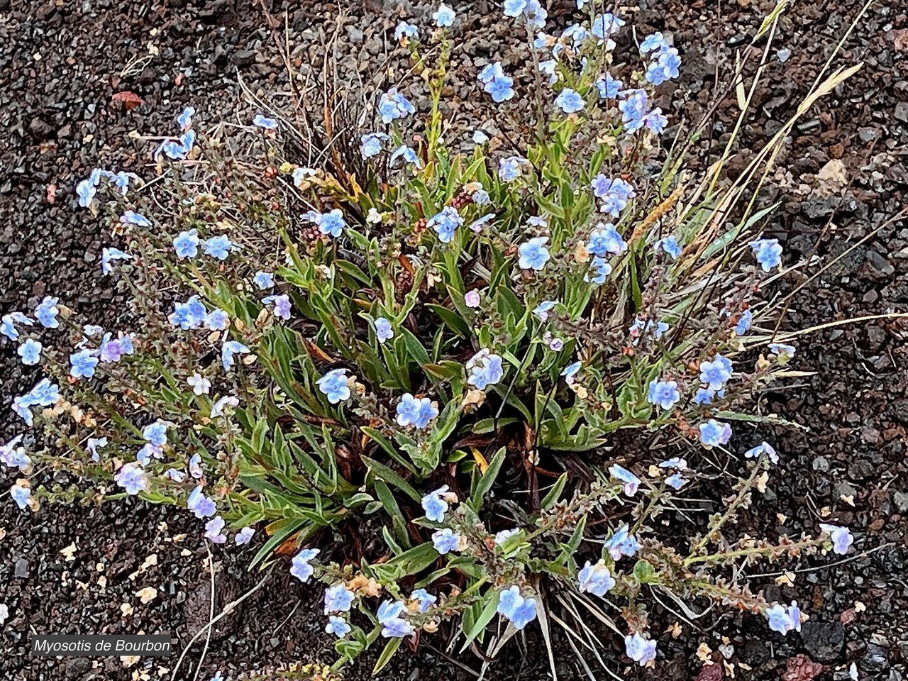 Cynoglossum borbonicum.myosotis de Bourbon.boraginaceae.endémique Réunion (1).jpeg