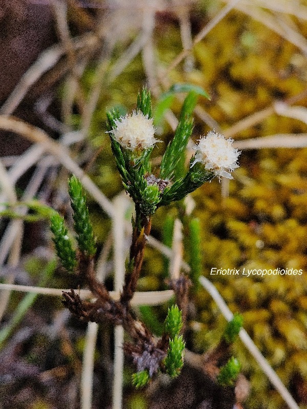Eriotrix lycopodioides Asteracea e Endémique La Réunion 610.jpeg