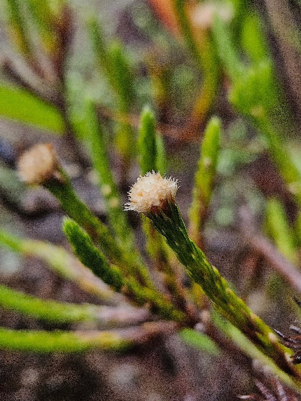 Eriotrix lycopodioides Asteraceae Endémique La Réunion 29.jpeg