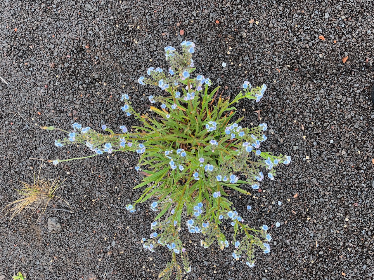 1. Cynoglossum borbonicum - Myosotis de Bourbon - BORAGINACEAE - Réunion.jpeg