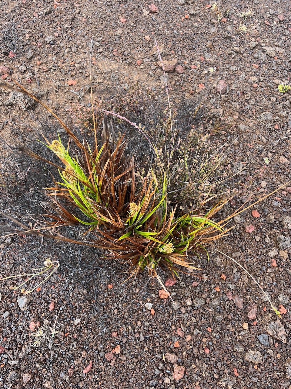 2. Carex borbonica CYPERACEE Endémique IMG_2549.HEIC.jpeg