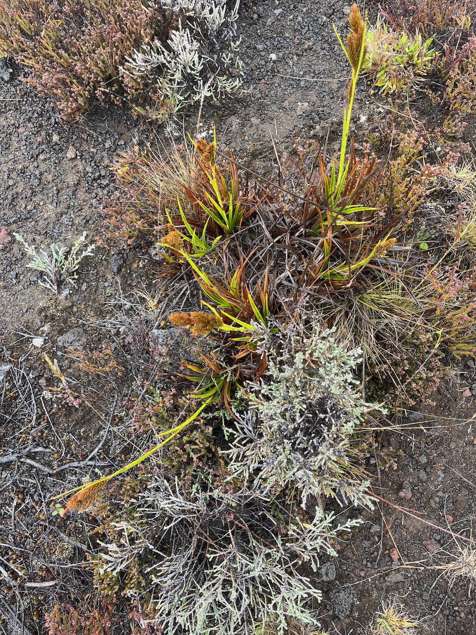 3.  Carex borbonica CYPERACEE Endémique.jpeg