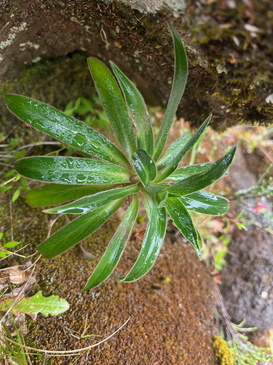 4. Heterochaenia rivalsii  juvénile Campanulaceae  Endémique La Réunion.jpeg